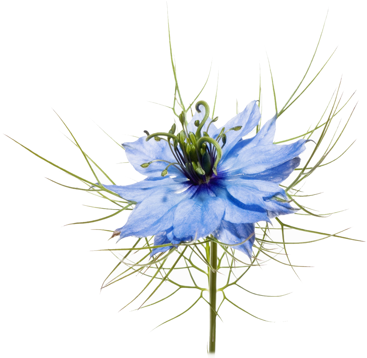 Nigella Sativa